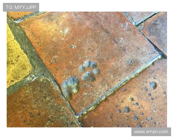 猫咪物语:那些柔软的爪印,温暖了时光 猫咪物语:那些柔软的爪印,温暖了时光