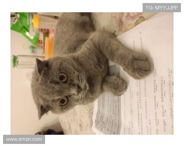 猫咪的浪漫情缘：公猫与母猫的爱恨纠葛